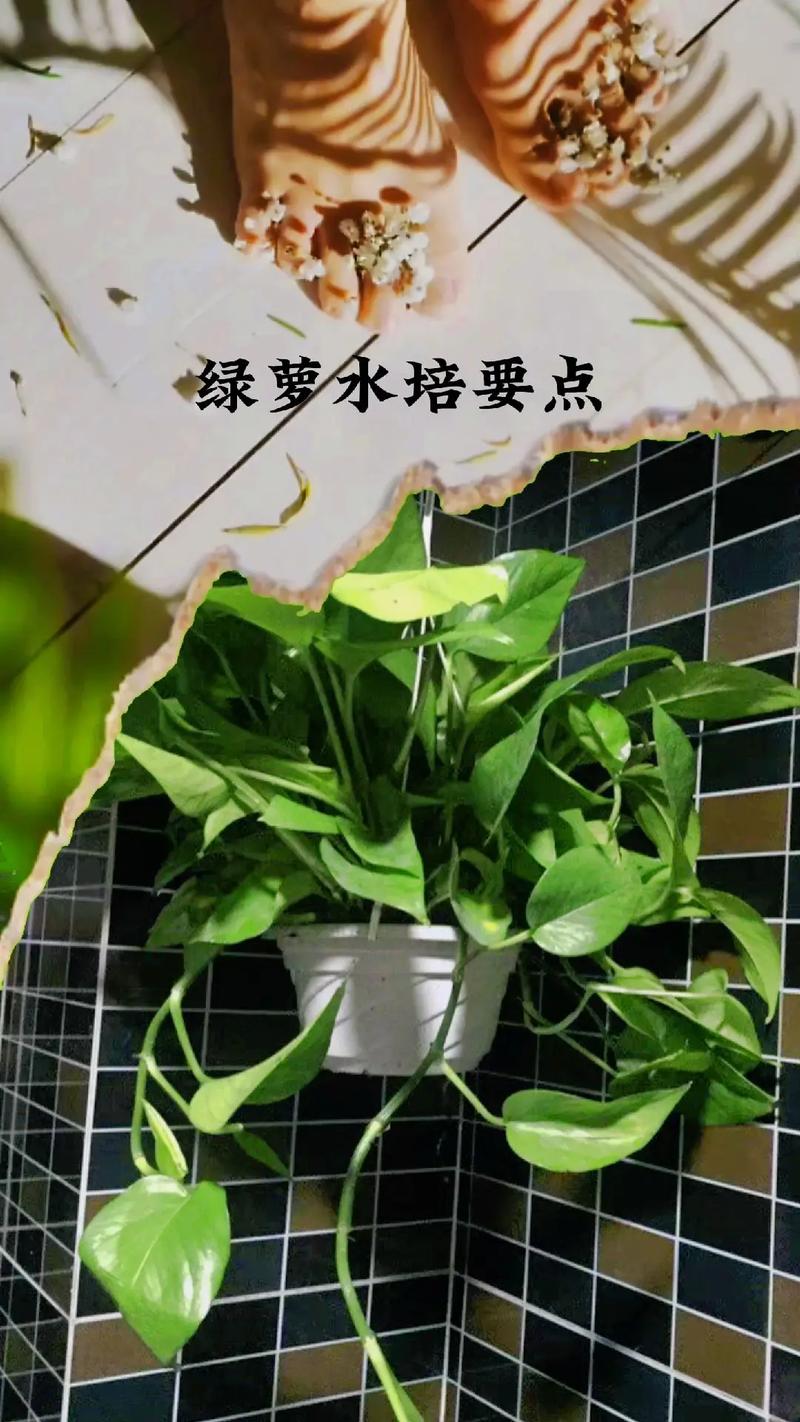 水培植物根部怎样供氧,水培带根的植物怎么养护好。 园艺知识 水培植物根部怎样供氧,水培带根的植物怎么养护好。 第2张 水培植物根部怎样供氧,水培带根的植物怎么养护好。 园艺知识