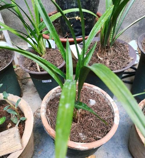 捡花有什么好处,捡回来的植物怎么养护好呢。 修剪技巧 捡花有什么好处,捡回来的植物怎么养护好呢。 第2张 捡花有什么好处,捡回来的植物怎么养护好呢。 修剪技巧