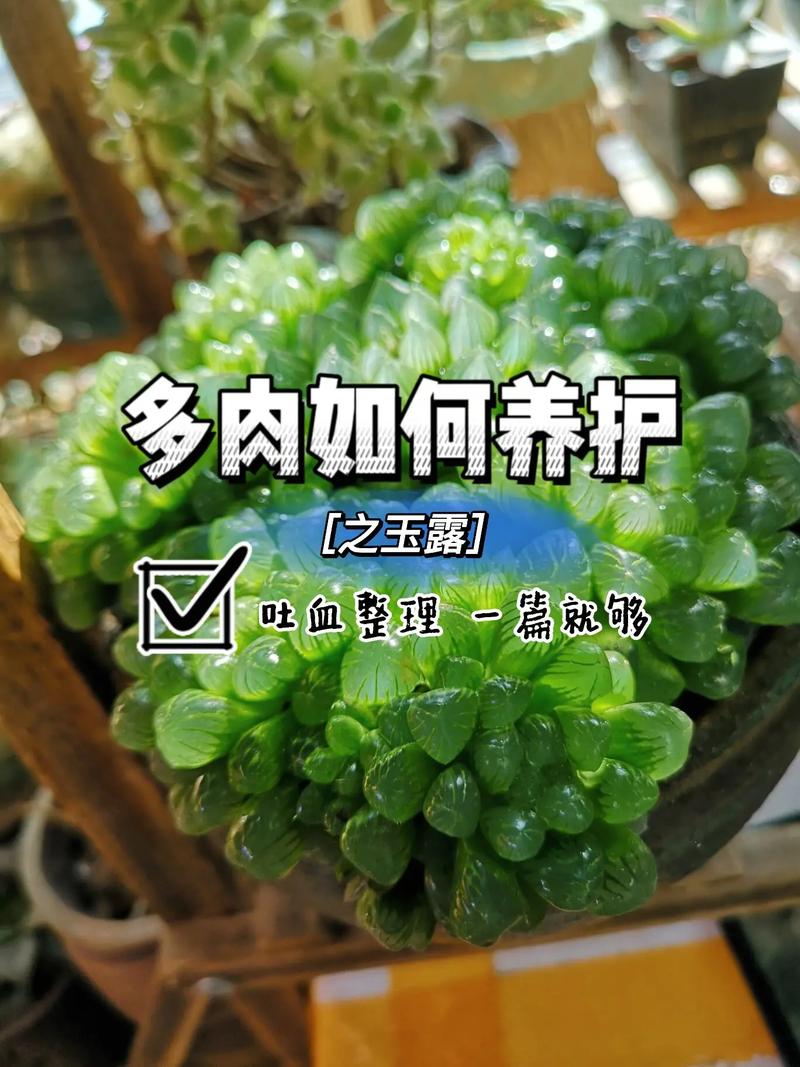 多肉玉露的养殖方法和注意事项，多肉中的玉露怎么养。  第2张 多肉玉露的养殖方法和注意事项，多肉中的玉露怎么养。 花卉
