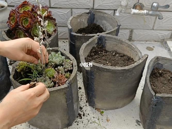 瓦片应该怎样垫花盆，如何养护植物的花盆栽培方法。