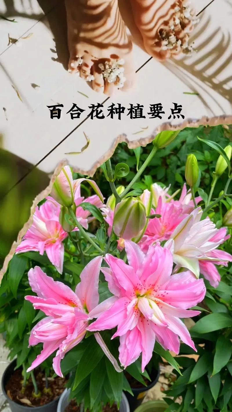 百合花开花前后该如何养护?应做好哪些方面的工作,开花的植物养护注意事项有哪些。 土壤选择 百合花开花前后该如何养护?应做好哪些方面的工作,开花的植物养护注意事项有哪些。 第2张 百合花开花前后该如何养护?应做好哪些方面的工作,开花的植物养护注意事项有哪些。 土壤选择