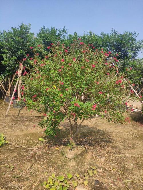 珊瑚如何养护，网红植物珊瑚怎么养护的视频。