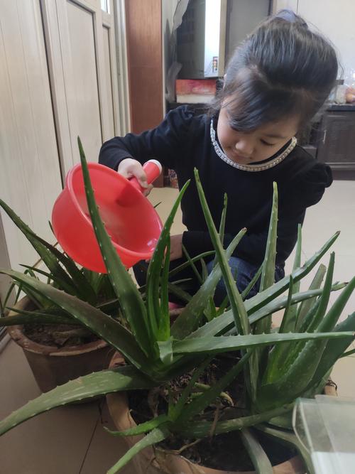 荒岛求生怎么给植物浇水植物浇水方法一览,绿植养护步骤。 植物分类 荒岛求生怎么给植物浇水植物浇水方法一览,绿植养护步骤。 第2张 荒岛求生怎么给植物浇水植物浇水方法一览,绿植养护步骤。 植物分类