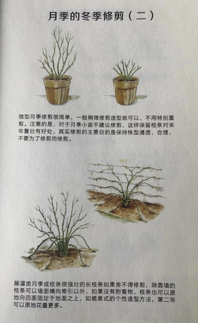 季花树养殖方法，园林植物秋季养护。