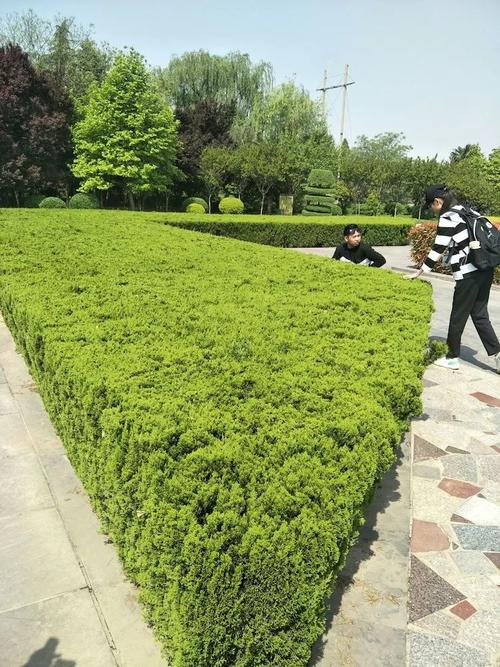 什么季节适合栽松柏绿篱，养护低的绿篱植物怎么养护。