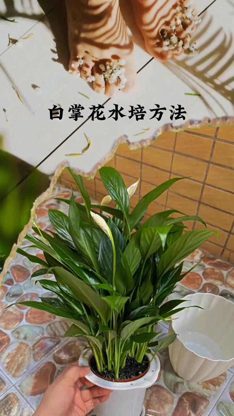 白掌水培植物养殖方法,白掌水培植物的养护要点是什么。 养护技巧 白掌水培植物养殖方法,白掌水培植物的养护要点是什么。 第2张 白掌水培植物养殖方法,白掌水培植物的养护要点是什么。 养护技巧