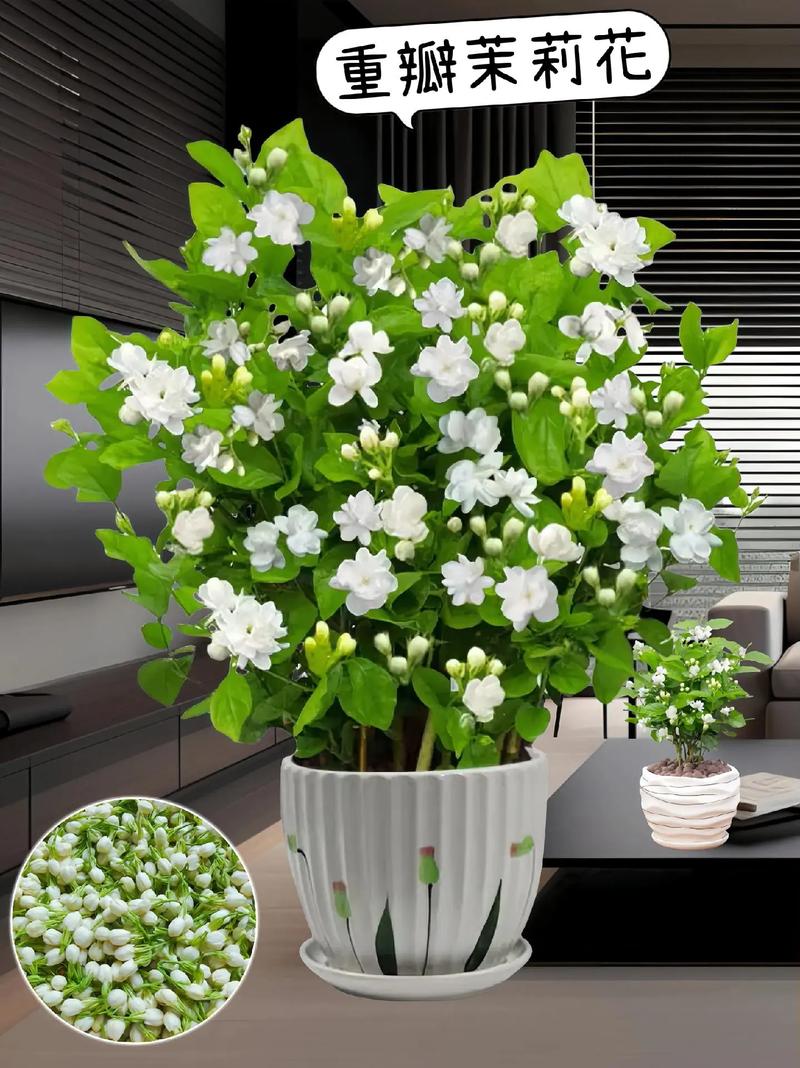 室内最香的花卉排名，适合居家养护的花卉植物有哪些。
