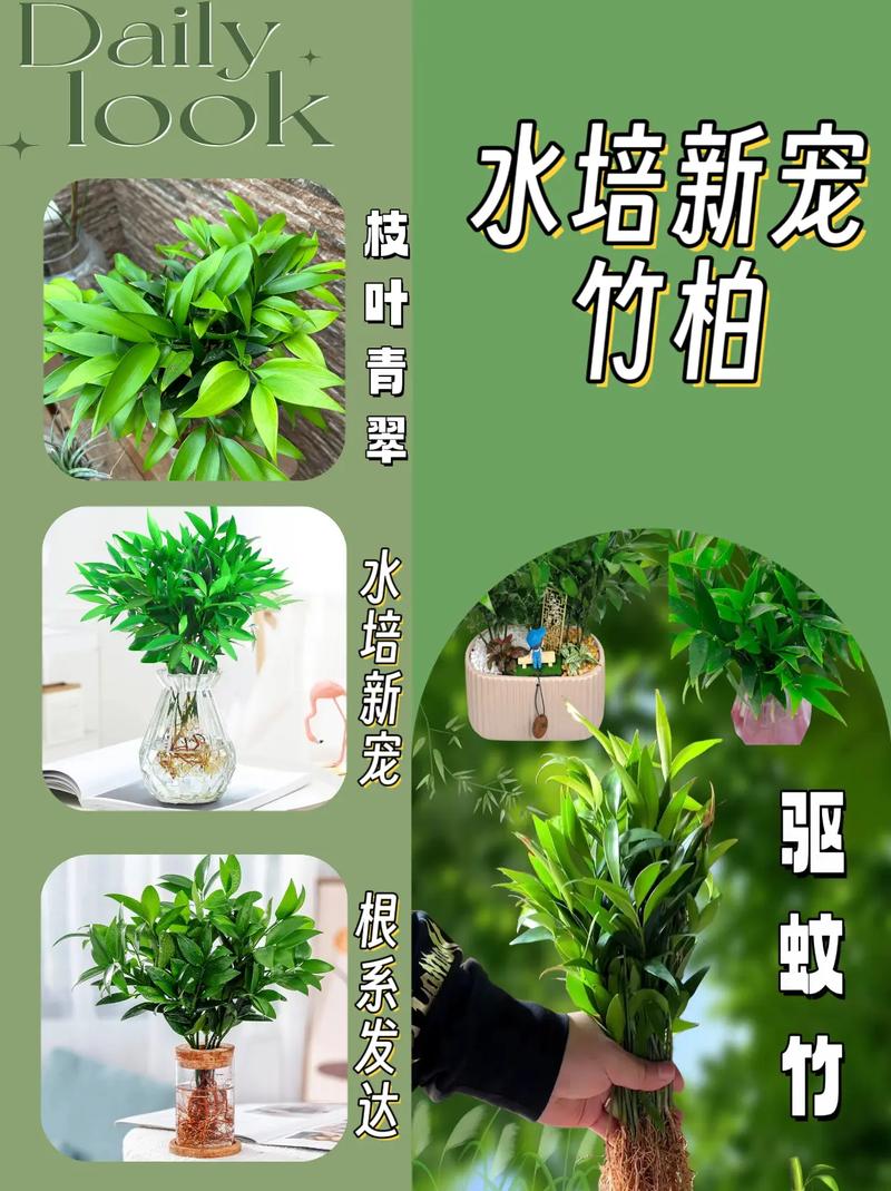 新手小白适合养殖的绿植，新手植物养的花怎么养护好。
