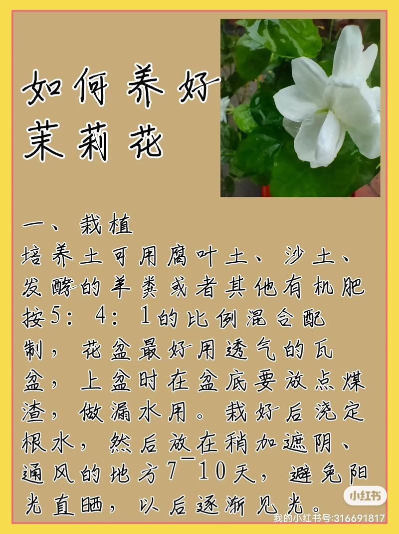 植物的养护方法,明天见的植物怎么养护呢图片。 植物分类 植物的养护方法,明天见的植物怎么养护呢图片。 第2张 植物的养护方法,明天见的植物怎么养护呢图片。 植物分类