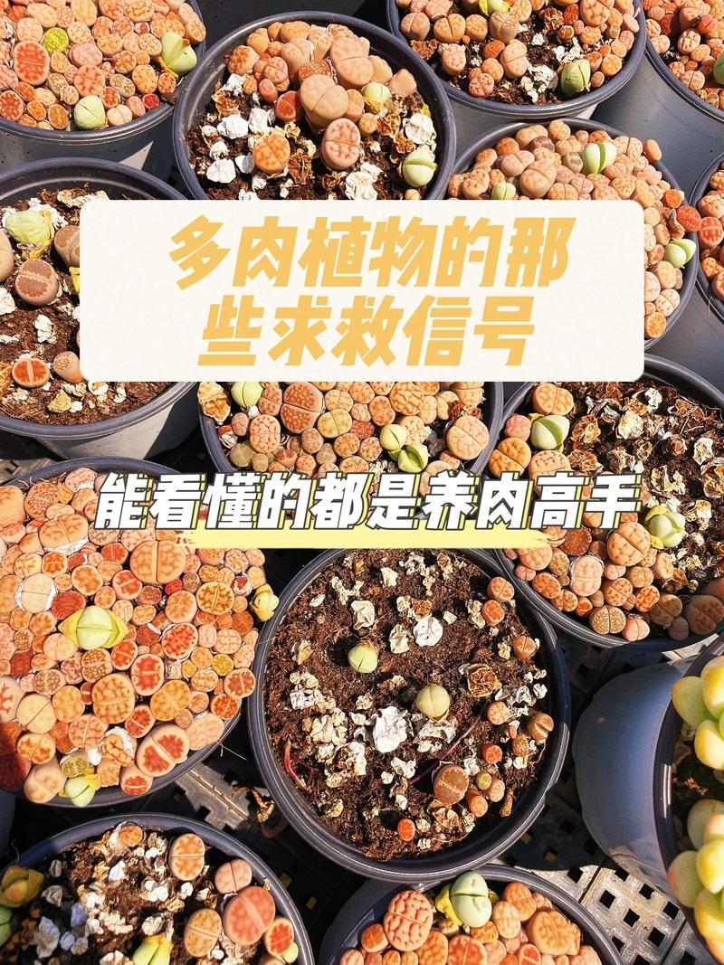 多肉寿怎么养,美极寿多肉植物的养护和管理。 观叶植物 多肉寿怎么养,美极寿多肉植物的养护和管理。 第2张 多肉寿怎么养,美极寿多肉植物的养护和管理。 观叶植物