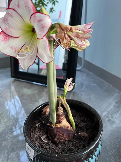 瓜地莲怎么养护，户外餐区的植物怎么养护好。