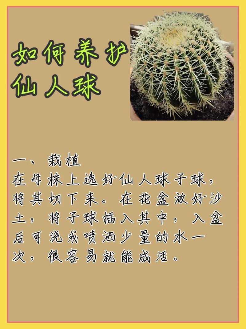 仙人球喜热吗,喜热的植物怎么养护好呢。 灌溉方法 仙人球喜热吗,喜热的植物怎么养护好呢。 第2张 仙人球喜热吗,喜热的植物怎么养护好呢。 灌溉方法