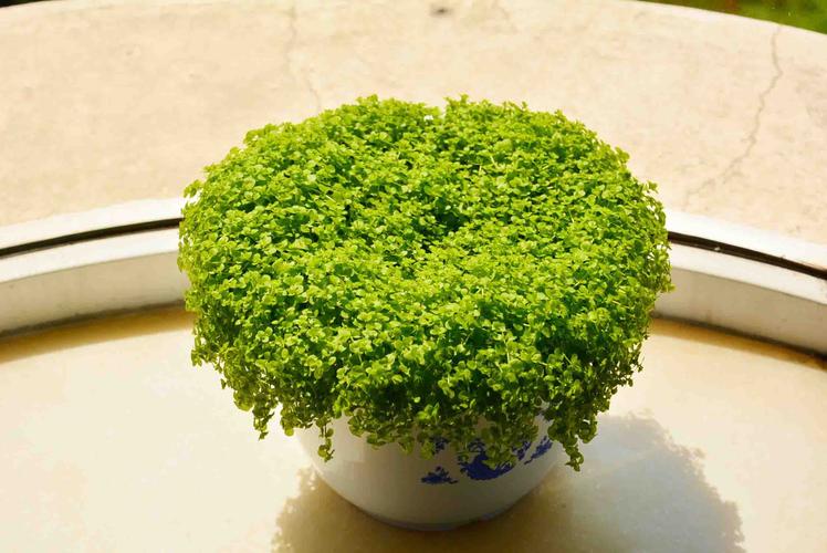 30厘米X60厘米X3厘米的盆景适合种什么盆景,好养护的矮植物盆栽品种有哪些。 植物分类 30厘米X60厘米X3厘米的盆景适合种什么盆景,好养护的矮植物盆栽品种有哪些。 第2张 30厘米X60厘米X3厘米的盆景适合种什么盆景,好养护的矮植物盆栽品种有哪些。 植物分类