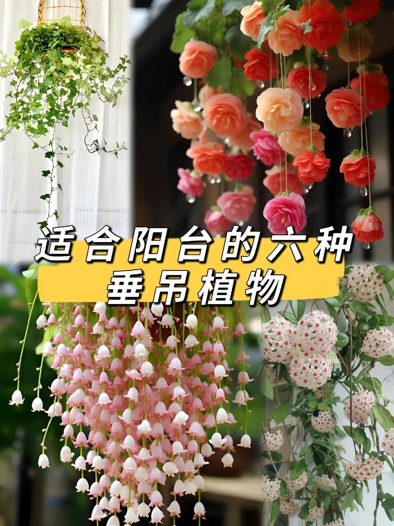 最容易爆盆的垂吊花卉,垂掉下来的植物怎么养护好。 花卉 最容易爆盆的垂吊花卉,垂掉下来的植物怎么养护好。 第2张 最容易爆盆的垂吊花卉,垂掉下来的植物怎么养护好。 花卉