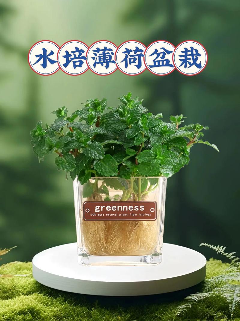 薄荷的正确养殖方法，薄荷味的植物怎么养护呢图片。