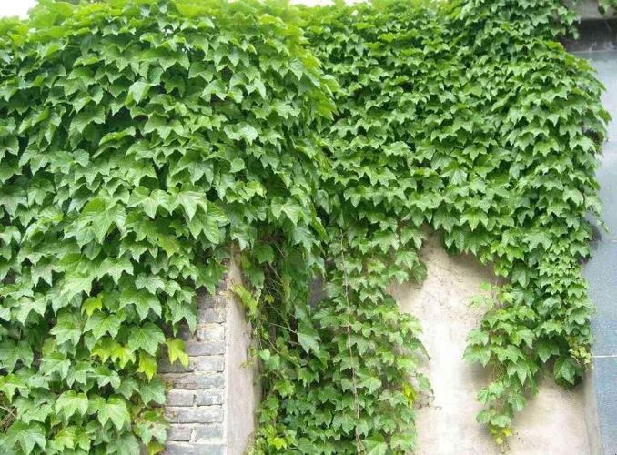 40亩荒山种植什么比较好,养护高度3米以内的植物有哪些。 树木 40亩荒山种植什么比较好,养护高度3米以内的植物有哪些。 第2张 40亩荒山种植什么比较好,养护高度3米以内的植物有哪些。 树木