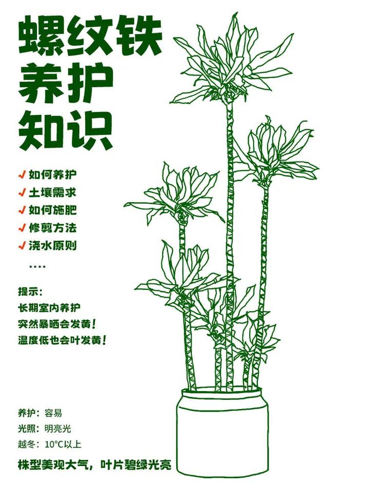 室内该怎么进行绿植维护?需要有什么准备呢,养护植物的视频短片文案怎么写。 植物分类 室内该怎么进行绿植维护?需要有什么准备呢,养护植物的视频短片文案怎么写。 第2张 室内该怎么进行绿植维护?需要有什么准备呢,养护植物的视频短片文案怎么写。 植物分类