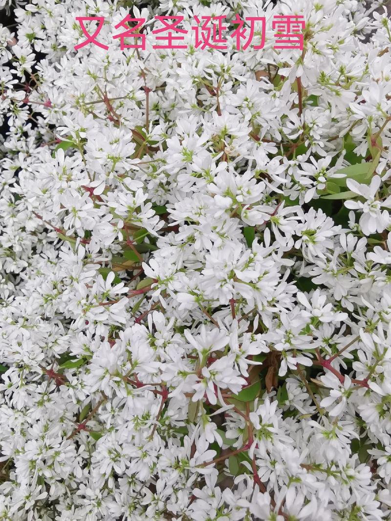 什么木本花冻不死,低养护的名贵木本植物有哪些。 爬藤植物 什么木本花冻不死,低养护的名贵木本植物有哪些。 第2张 什么木本花冻不死,低养护的名贵木本植物有哪些。 爬藤植物