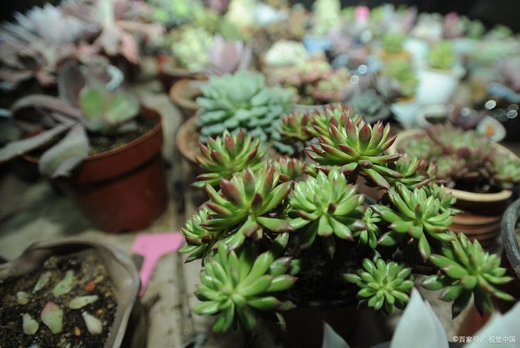 黑王子多肉能不能雨淋热晒,多肉植物黑王子的养护方法。 花卉 黑王子多肉能不能雨淋热晒,多肉植物黑王子的养护方法。 第2张 黑王子多肉能不能雨淋热晒,多肉植物黑王子的养护方法。 花卉