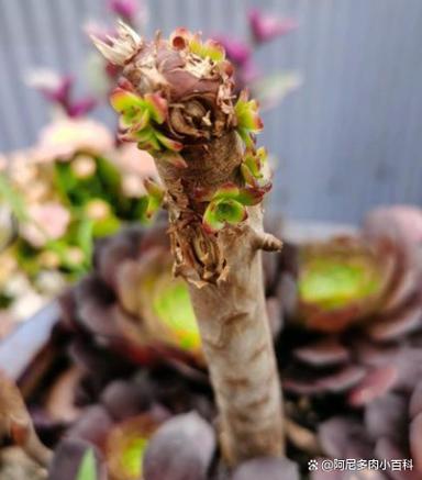 法师长侧芽后如何修剪,多肉植物掐顶后的养护方法。 土壤管理 法师长侧芽后如何修剪,多肉植物掐顶后的养护方法。 第2张 法师长侧芽后如何修剪,多肉植物掐顶后的养护方法。 土壤管理