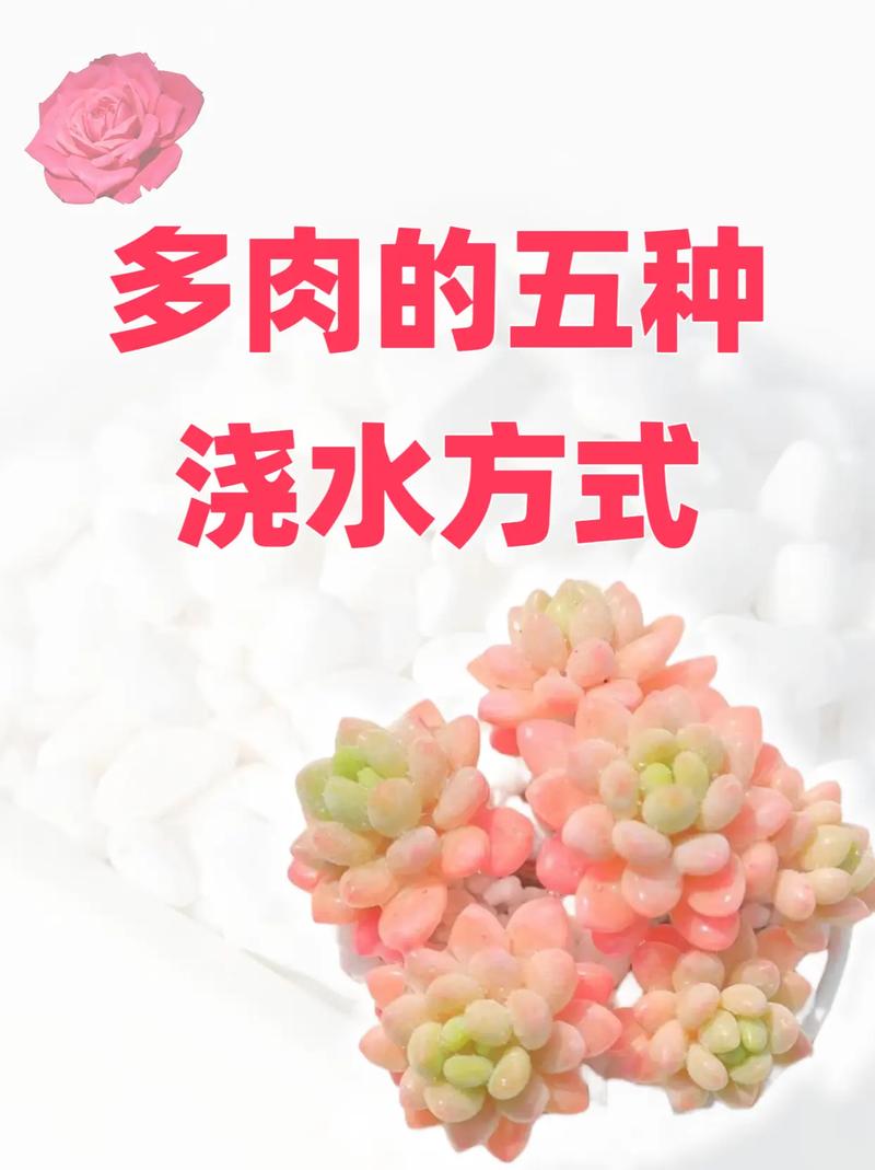 新上盆的多肉如何浇水,怎样养护新栽的多肉植物视频。 灌溉技术 新上盆的多肉如何浇水,怎样养护新栽的多肉植物视频。 第2张 新上盆的多肉如何浇水,怎样养护新栽的多肉植物视频。 灌溉技术