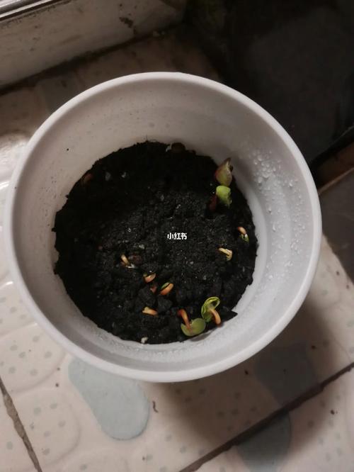 茉莉花种子发芽后的养护，新长芽的植物怎样养护好呢。