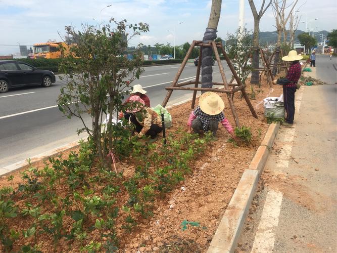 园林绿化日常养护人员按照绿化面积配备人数的标准，地被植物养护标准。  第2张 园林绿化日常养护人员按照绿化面积配备人数的标准，地被植物养护标准。 土壤选择