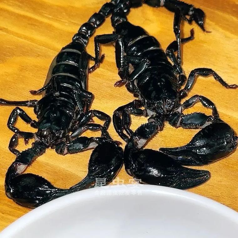 热带雨林蝎子吃啥，。