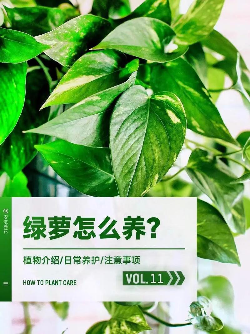 绿萝刚移栽后怎么养才好养活,刚种下的植物怎么养护好呢。 施肥方法 绿萝刚移栽后怎么养才好养活,刚种下的植物怎么养护好呢。 第2张 绿萝刚移栽后怎么养才好养活,刚种下的植物怎么养护好呢。 施肥方法