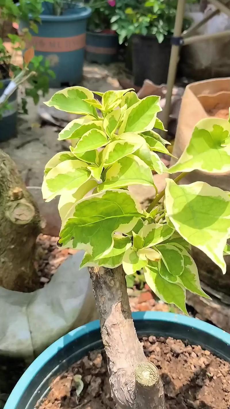 三角梅嫁接完怎么养护，嫁接植物后的养护技术有哪些。