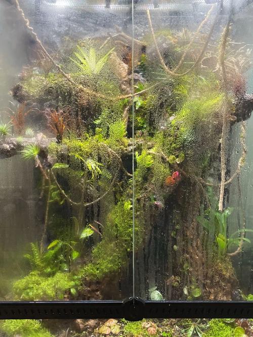 雨林缸风兰怎么养，雨林缸的植物怎么养护好呢。