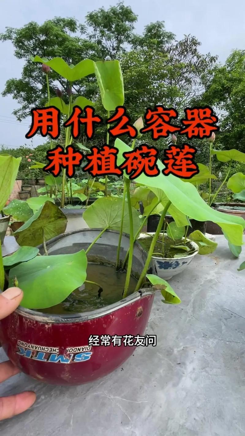 野生莲带回家怎么养,耐阴植物的种植养护视频讲解。 花卉 野生莲带回家怎么养,耐阴植物的种植养护视频讲解。 第2张 野生莲带回家怎么养,耐阴植物的种植养护视频讲解。 花卉