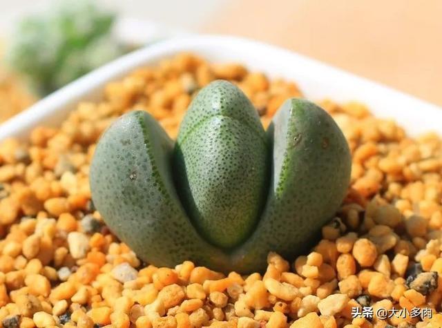 帝玉元宝多肉怎么养,元宝多肉植物怎么养。 植物养护 帝玉元宝多肉怎么养,元宝多肉植物怎么养。 第2张 帝玉元宝多肉怎么养,元宝多肉植物怎么养。 植物养护