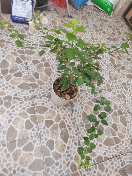 刚收到的绿樱怎么养护，晒太阳的绿植物怎么养护好。
