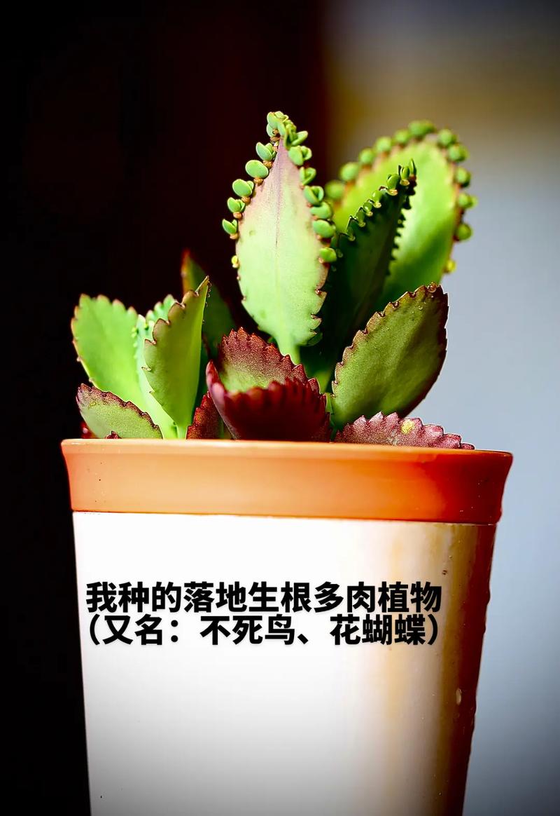 花蝴蝶多肉怎么养,多肉蝴蝶植物的养护方法视频。 灌溉方法 花蝴蝶多肉怎么养,多肉蝴蝶植物的养护方法视频。 第2张 花蝴蝶多肉怎么养,多肉蝴蝶植物的养护方法视频。 灌溉方法