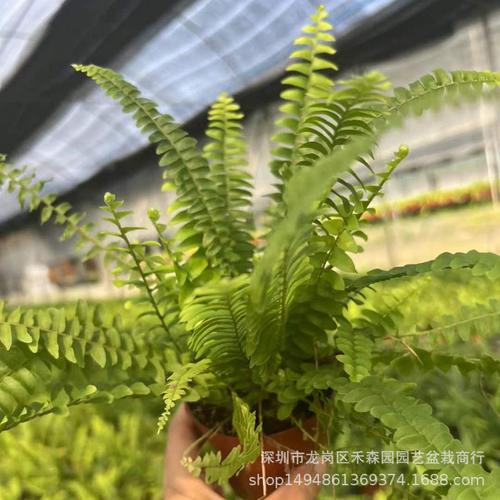蕨类植物怎么样？哪种比较好看，颜值高好养护的植物品种有哪些。