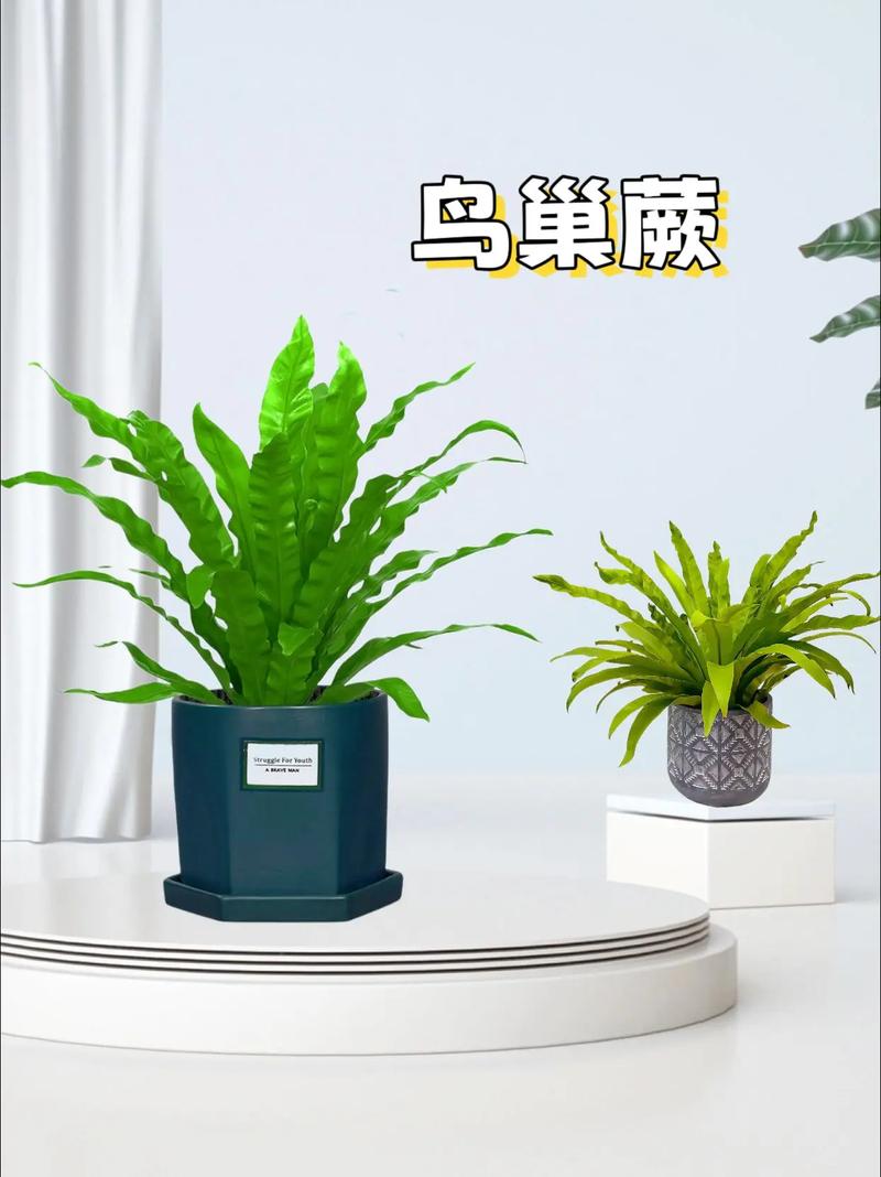 蕨类植物怎么养活，蕨类植物叶子的养护方法有哪些。