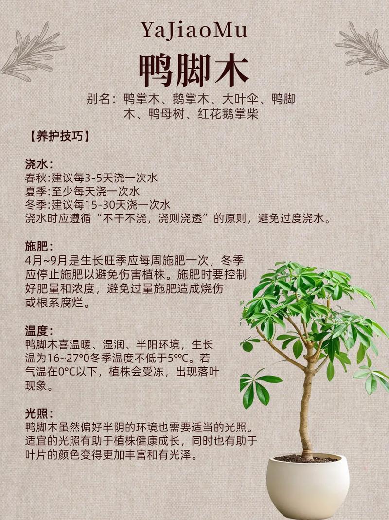 鸭掌木的养殖方法和注意事项有哪些，鸭足木植物树的养护方法。