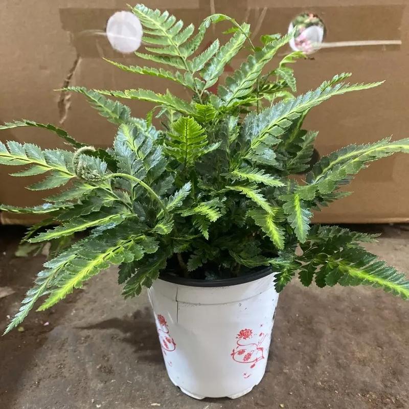 蕨类植物怎么养，蕨类植物冬天的养护方法有哪些。