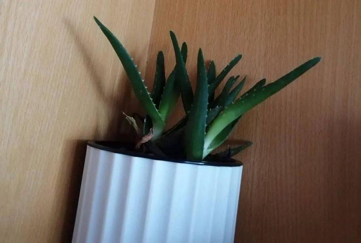 你见过最脏的女生宿舍是什么样,大盆桌面植物怎么养护的呢。 植物养护 你见过最脏的女生宿舍是什么样,大盆桌面植物怎么养护的呢。 第2张 你见过最脏的女生宿舍是什么样,大盆桌面植物怎么养护的呢。 植物养护