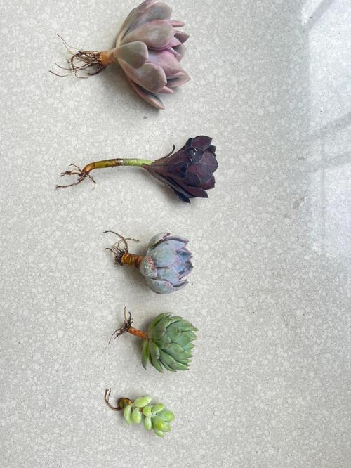 网上买回来的多肉植物不修根直接种可以吗，多肉植物的新苗怎么养护好。
