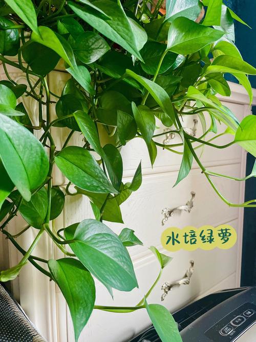 水培绿萝冬天怎么养,冬天的水培植物怎么养护好。 植物养护 水培绿萝冬天怎么养,冬天的水培植物怎么养护好。 第2张 水培绿萝冬天怎么养,冬天的水培植物怎么养护好。 植物养护