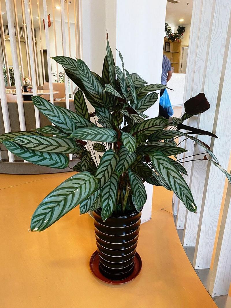 植物飞羽怎么养护,竹竽类植物怎么养护的视频。 花卉 植物飞羽怎么养护,竹竽类植物怎么养护的视频。 第2张 植物飞羽怎么养护,竹竽类植物怎么养护的视频。 花卉