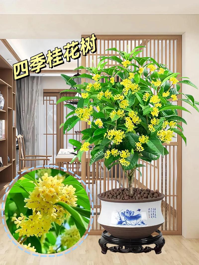 什么树木花草一年四季绽放不枯萎凋谢,易养护的多年生常绿植物有哪些。 植物养护 什么树木花草一年四季绽放不枯萎凋谢,易养护的多年生常绿植物有哪些。 第2张 什么树木花草一年四季绽放不枯萎凋谢,易养护的多年生常绿植物有哪些。 植物养护