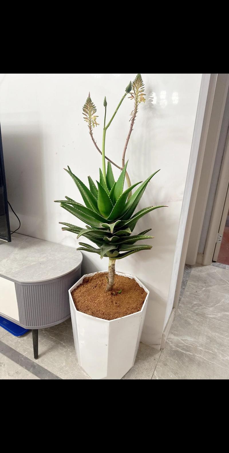 多肉植物在家应该怎么养,芦荟植物蔫吧怎么养护的呢。 观叶植物 多肉植物在家应该怎么养,芦荟植物蔫吧怎么养护的呢。 第2张 多肉植物在家应该怎么养,芦荟植物蔫吧怎么养护的呢。 观叶植物