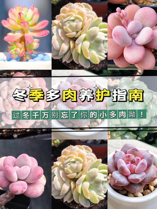 露养地栽的多肉如何过冬，多肉植物地栽的养护注意事项。