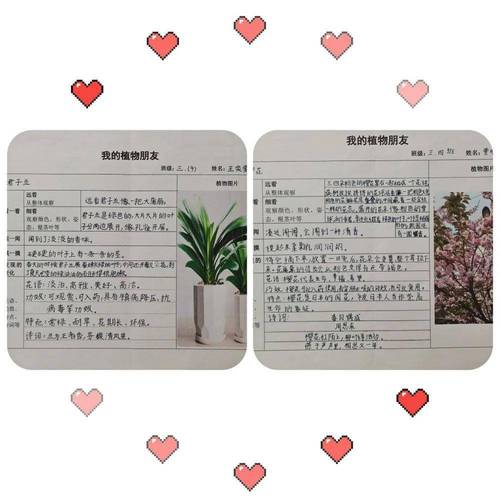 养护植物实践家长评语怎么写，二年级植物的养护记录怎么写。