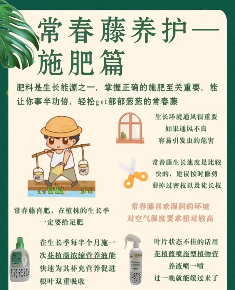 如何养好常春藤，植物常春藤的养护和作用是什么。