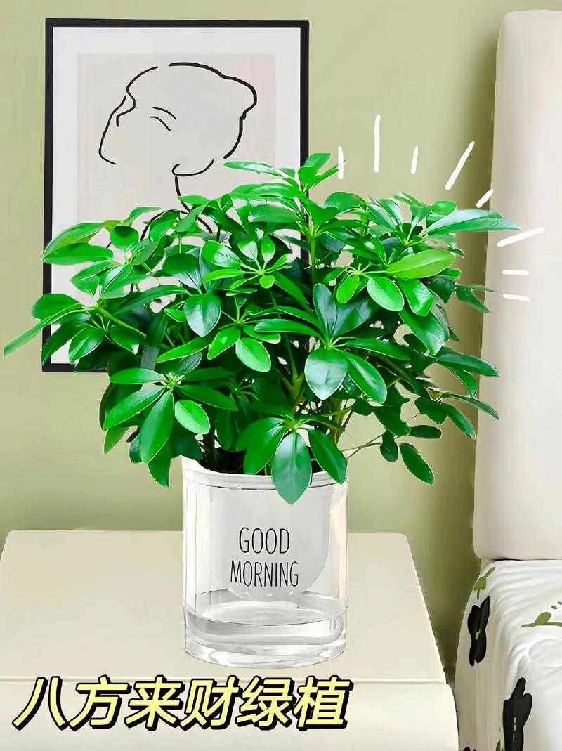 代表财源广进的动物植物，四方发财植物怎么养护的呢。