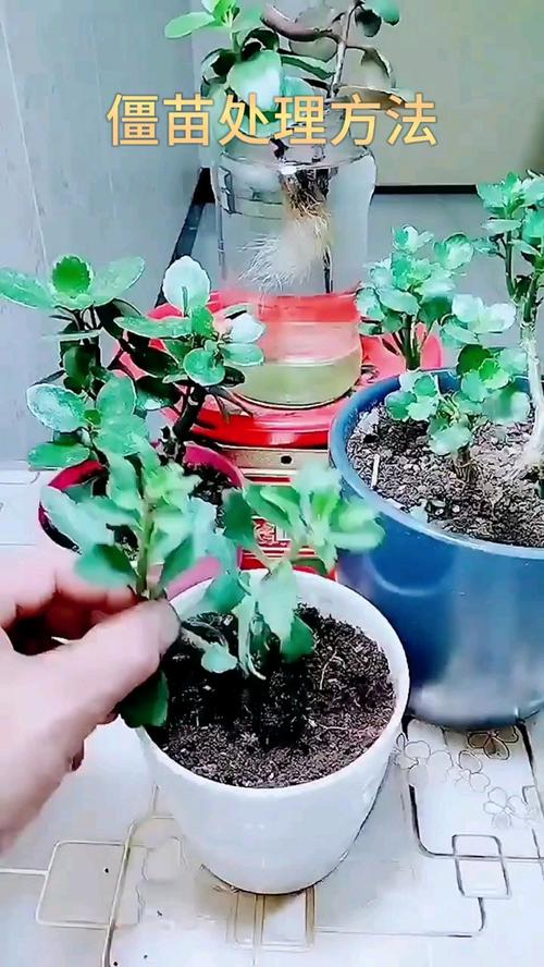 长寿花出现“僵苗”怎么办，草本植物僵苗怎么养护的视频。